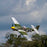 EFL02650 P-51D Mustang 1.0m BNF Basic with AS3X+ and SAFE Select